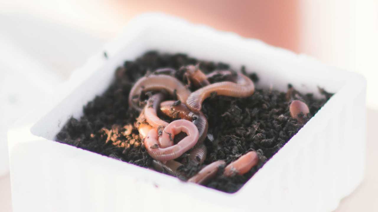 Mit einer Komposttoilette tragen menschliche Hinterlassenschaften zur Kreislaufwirtschaft bei.